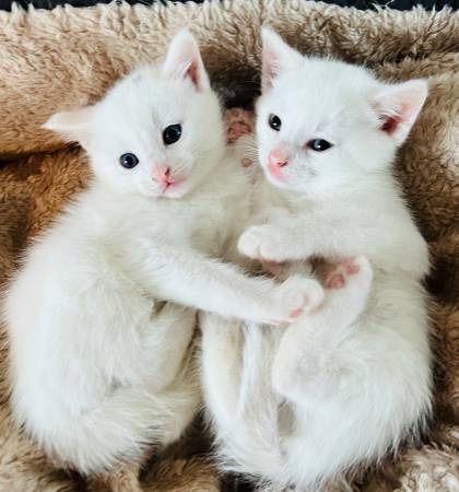 CATS-4