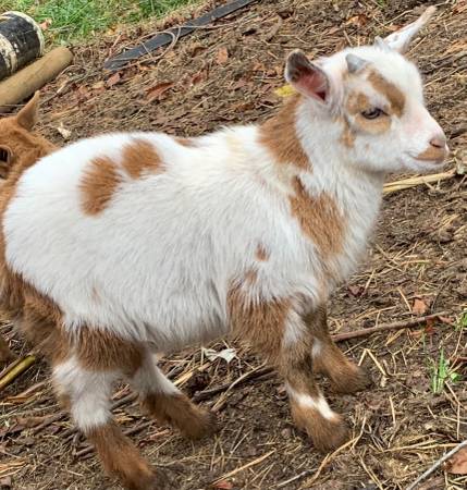 GOATS-1