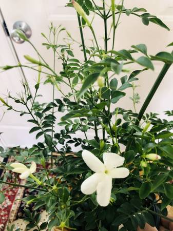 JASMINE-1