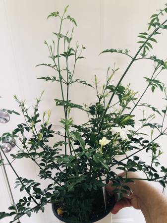 JASMINE-2