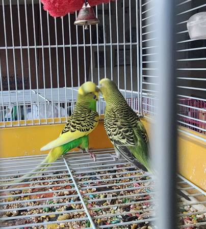 PARAKEETS-1