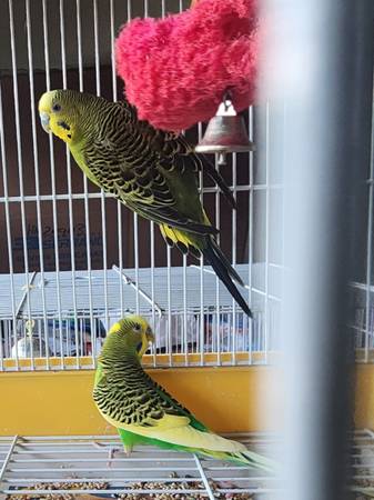PARAKEETS-2