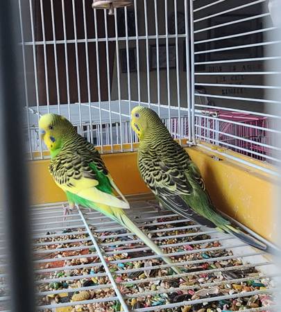PARAKEETS