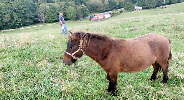 PONY-2