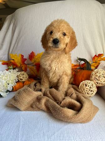 PUPPYS
