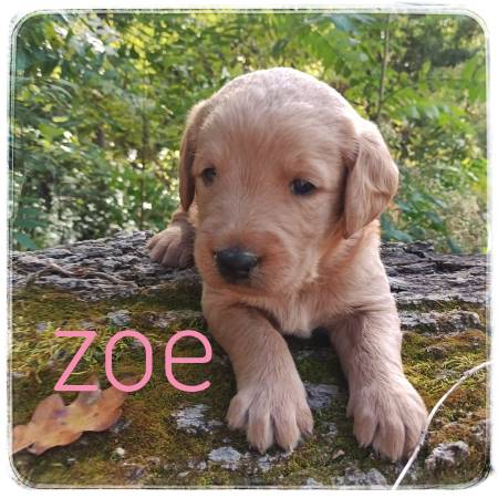 ZOE