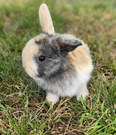 BUN