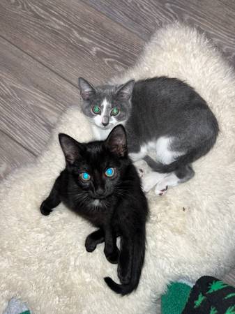 CAT-1