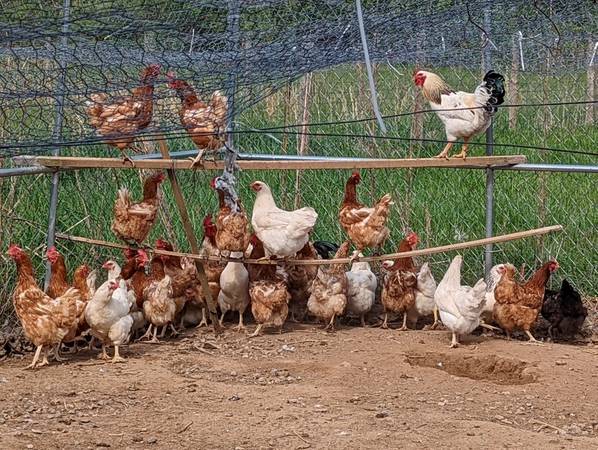 HEN