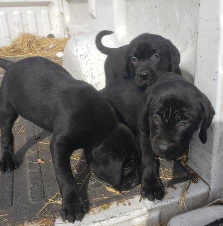 LABRADOR