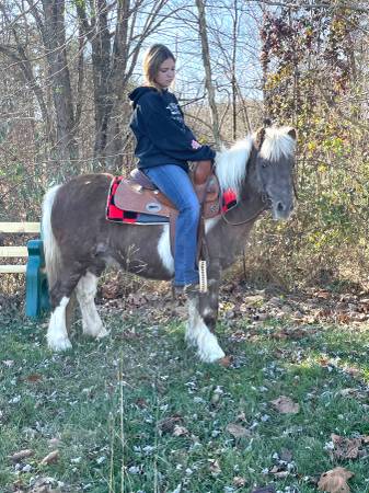 PONY
