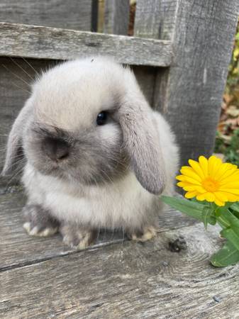 RABBIT-1
