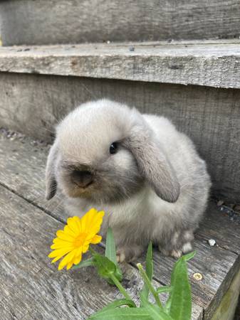RABBIT-2