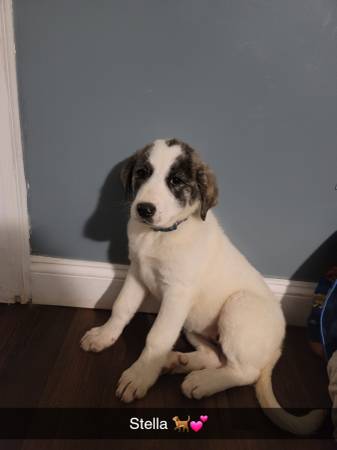 STELLA
