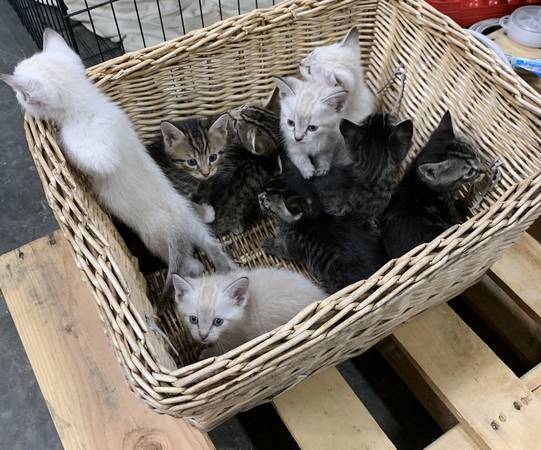 CATTER
