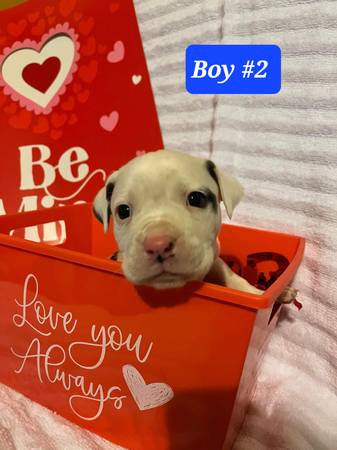 BOY-2