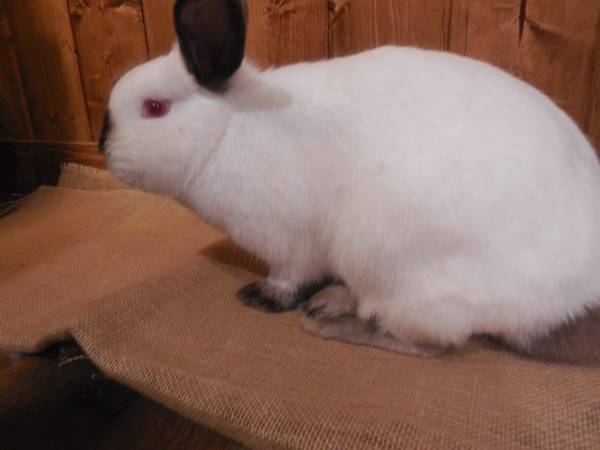 BUNNY-2