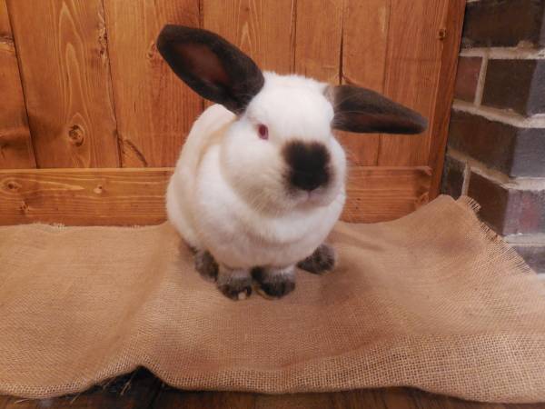 BUNNY