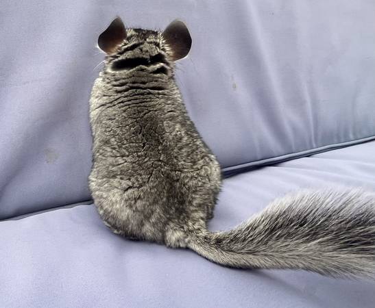 CHIN-2