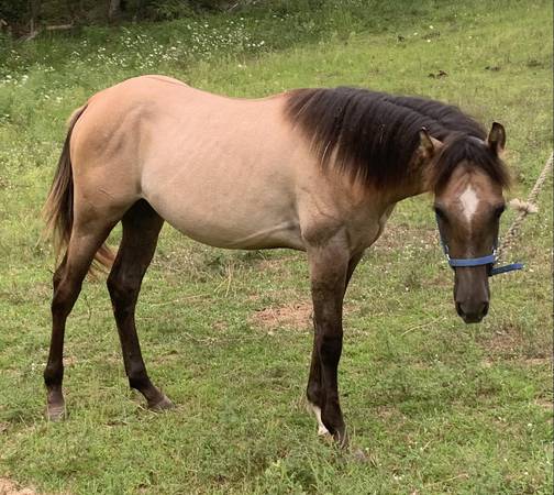 HORSE-1