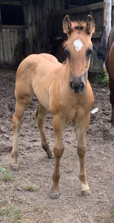 HORSE