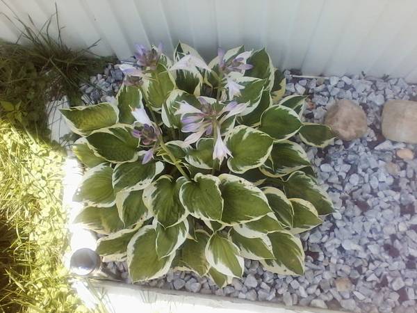 HOSTAS-1