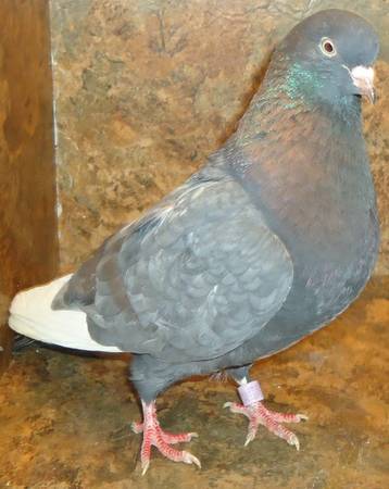 PIGEON