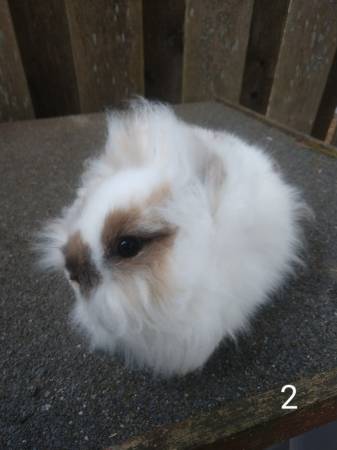 RABBITED-1