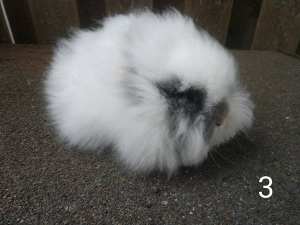 RABBITED